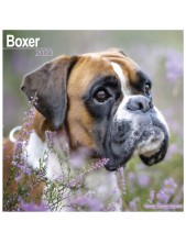 Record Calendario Con Cani Da Guardia E Da Difesa - Boxer