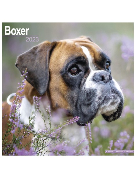 Record Calendario Con Cani Da Guardia E Da Difesa - Boxer