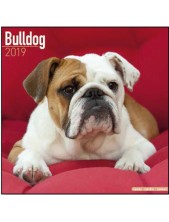 Record Calendari Con Cani Da Compagnia Taglia Media/grande Bulldog - 30,5 X 30,5 Cm