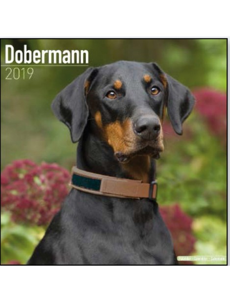 Record Calendario Con Cani Da Guardia E Da Difesa - Dobermann