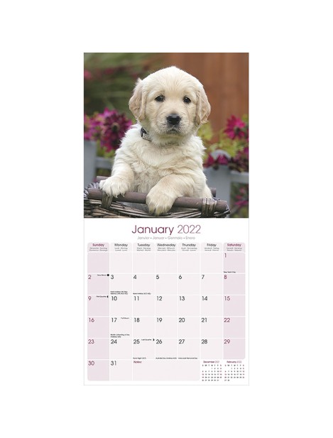 Record Calendari Con Cani Da Compagnia Taglia Media/Grande Golden Retriever - 30,5 X 30,5 Cm