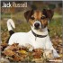 Jack Russel