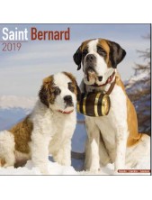 Record Calendario Con Cani Da Guardia E Da Difesa - San Bernardo
