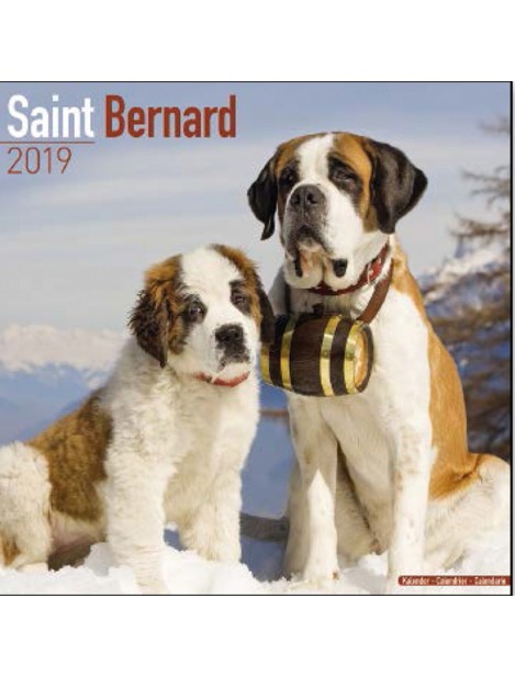 Record Calendario Con Cani Da Guardia E Da Difesa - San Bernardo