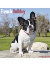 Record Calendari Con Cani Di Piccola Taglia E Cuccioli Bulldog Francese - 30,5 X 30,5 Cm