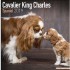 Cavalier King Charles 