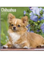 Record Calendari Con Cani Di Piccola Taglia E Cuccioli Chihuahua - 30,5 X 30,5 Cm