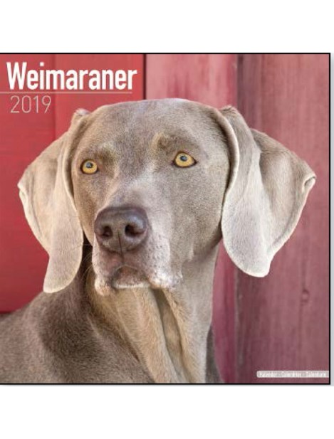 Record Calendari Con Cani Da Caccia Weimaraner - 30,5 X 30,5 Cm