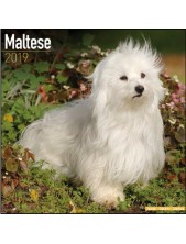 Record Calendari Con Cani Di Piccola Taglia E Cuccioli Maltese - 30,5 X 30,5 Cm