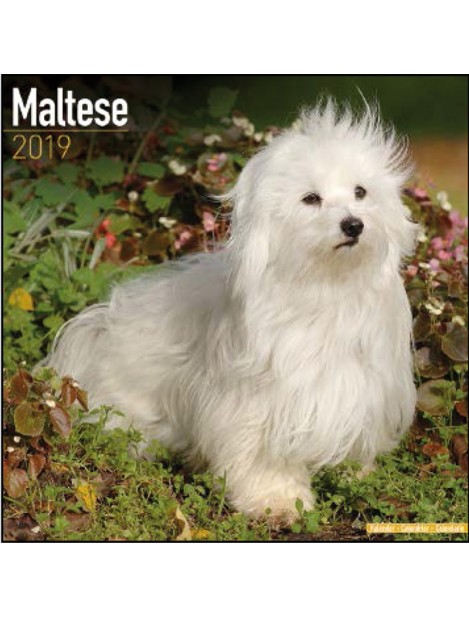 Record Calendari Con Cani Di Piccola Taglia E Cuccioli Maltese - 30,5 X 30,5 Cm