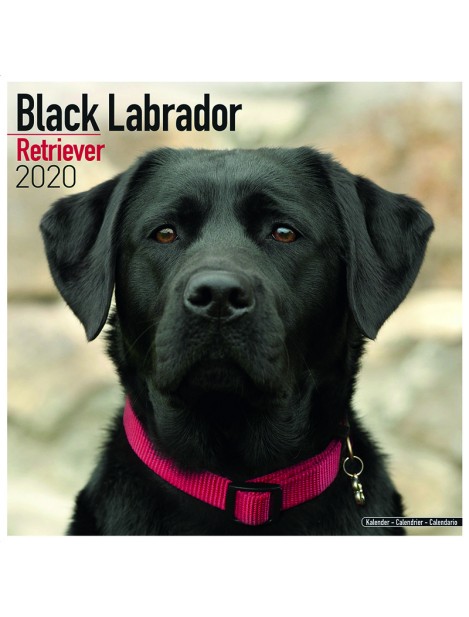 Record Calendari Con Cani Da Compagnia Taglia Media/Grande Labrador Nero - 30,5 X 30,5 Cm