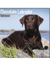 Record Calendari Con Cani Da Compagnia Taglia Media/grande Labrador Chocolate - 30,5 X 30,5 Cm