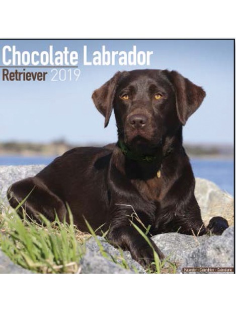 Record Calendari Con Cani Da Compagnia Taglia Media/Grande Labrador Chocolate - 30,5 X 30,5 Cm
