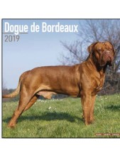 Record Calendario Con Cani Da Guardia E Da Difesa - Dogue De Bordeaux